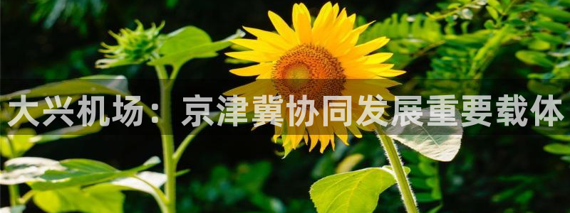 果搏代理：大兴机场：京津冀协同发展重要载